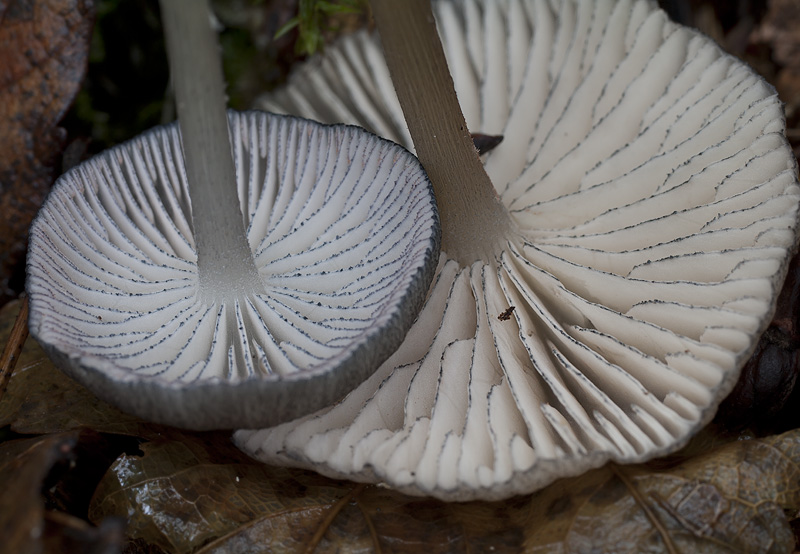 Entoloma querquedula